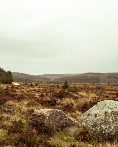 A lonely tree above the fog